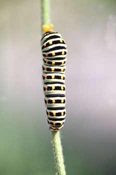 Macaón - oruga (Papilio machaon)