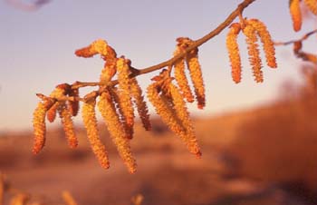 álamo negro - Flor Masc. (Populus nigra)