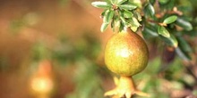 Granado - Fruto (Punica granatum)