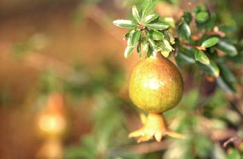 Granado - Fruto (Punica granatum)