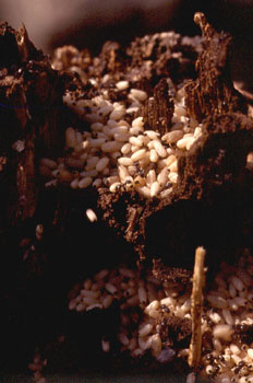 Hormiga (Formicidae fam.)