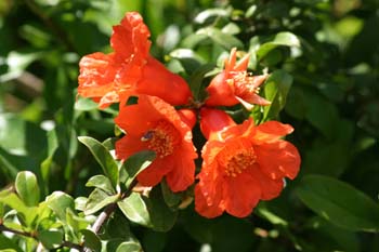 Granado - Flor (Punica granatum)