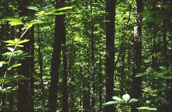 Castaño - Bosque (Castanea sativa)