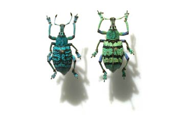 Eupholus schhoenherri (Indonesia)