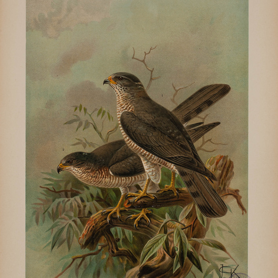 IES_CARDENALCISNEROS_AVES_LAMINAS_200