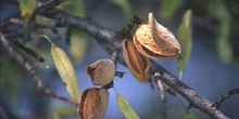 Almendro - Fruto (Prunus dulcis)