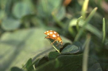 Halyzia sedecimguttata