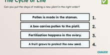 The plants