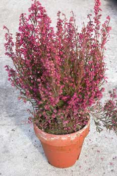 Brezo (Erica carnea)