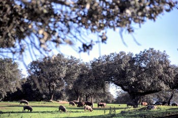 Cerdo ibérico - Cheles, Badajoz