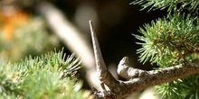 Cedro del Libano - Piñas (Cedrus libani)