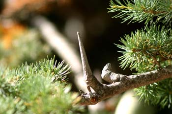 Cedro del Libano - Piñas (Cedrus libani)