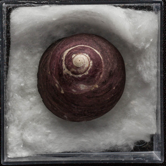 IES_ISABELLACATOLICA_BIOLOGIA_291