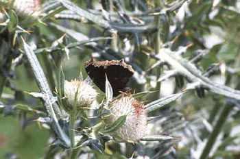 Antiopa - Imago (Nymphalis antiopa)