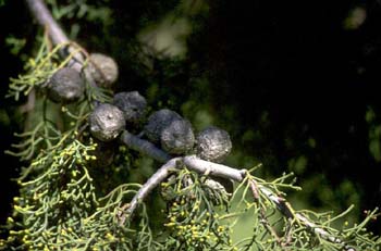 Ciprés de Monterrey - Piñas (Cupressus macrocarpa)