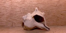 Murex (Molusco-Gasterópodo) Holoceno