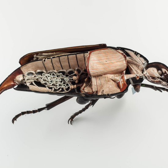 IES_CARDENALCISNEROS_ZOOLOGIA_II_MODELOS_016