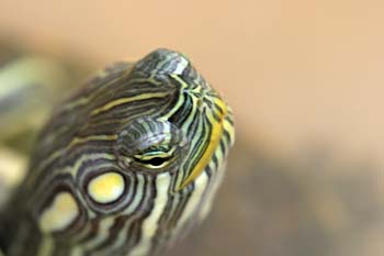 Tortuga pintada (Chrysemis picta)