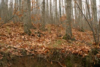 Castaño - Bosque (Castanea sativa)
