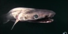 Tiburón anguila