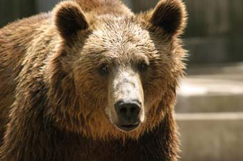 Oso pardo (Ursus arctos)