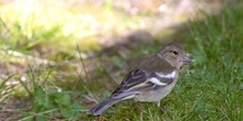 Pinzón común - Hembra (Fringilla coelebs)
