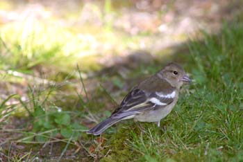 Pinzón común - Hembra (Fringilla coelebs)