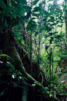 Selva tropical