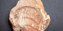 Paradoxides sp. (Trilobites) Cámbrico