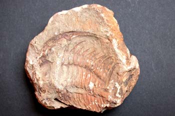 Paradoxides sp. (Trilobites) Cámbrico