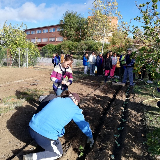 Huerto escolar 2019/20 17