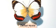 Mariposa "Delias mysis"