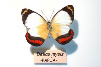 Mariposa 