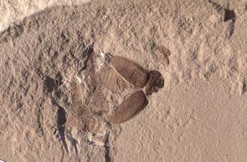 Coleóptero (Insecto) Eoceno