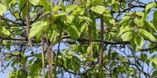 Catalpa (Catalpa bignonioides)