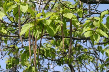 Catalpa (Catalpa bignonioides)