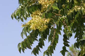 árbol del cielo - Frutos (Ailanthus altissima)