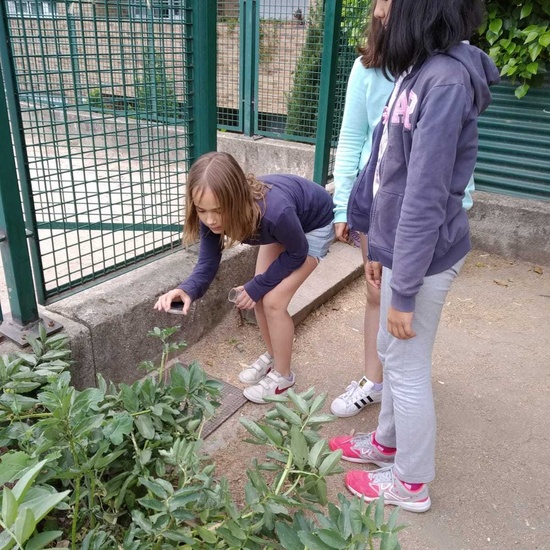 2019_06_07_Los alumnos de Quinto observan los insectos del huerto_CEIP FDLR_Las Rozas 19