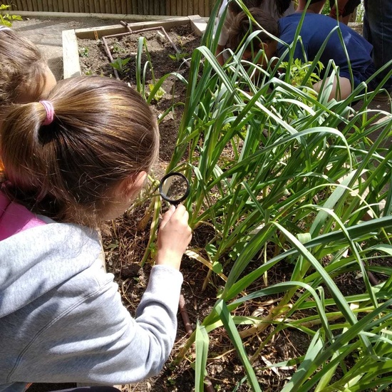 2019_06_07_Los alumnos de Quinto observan los insectos del huerto_CEIP FDLR_Las Rozas 16