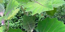 Planta de Naranjilla o Lulo, Solanum quitoense, Ecuador