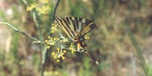 Chupaleche (Iphiclides podalirius)