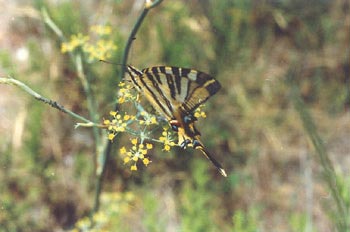 Chupaleche (Iphiclides podalirius)