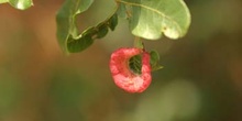 Cornicabra o terebinto - Agallas (Pistacia terebinthus)