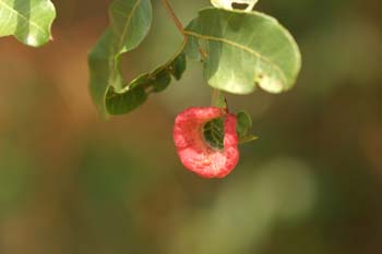 Cornicabra o terebinto - Agallas (Pistacia terebinthus)