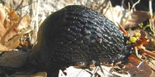 Babosa común - Forma negra (Arion ater)