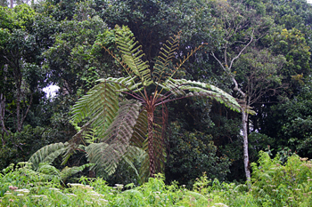 Helecho gigante, Lago Toba, Sumatra, Indonesia