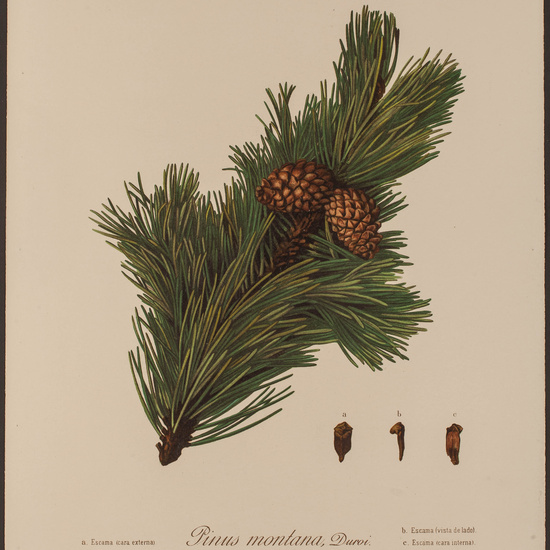 IES_CARDENALCISNEROS_HERBARIO_052