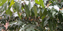 Prunus lusitania