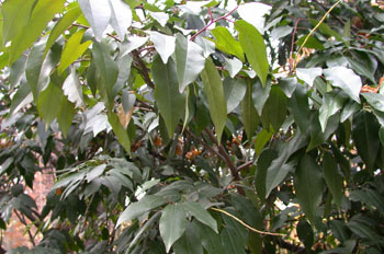 Prunus lusitania