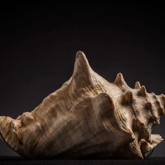 IES_CARDENALCISNEROS_CONCHAS_056